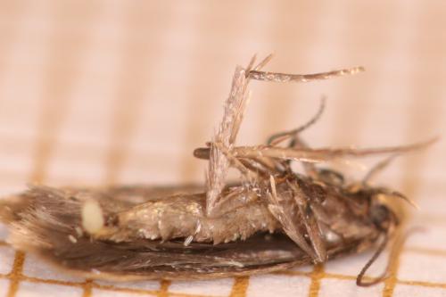 Borkhausenia fuscescens